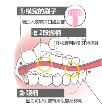 可够到臼齿后部的三个特长！