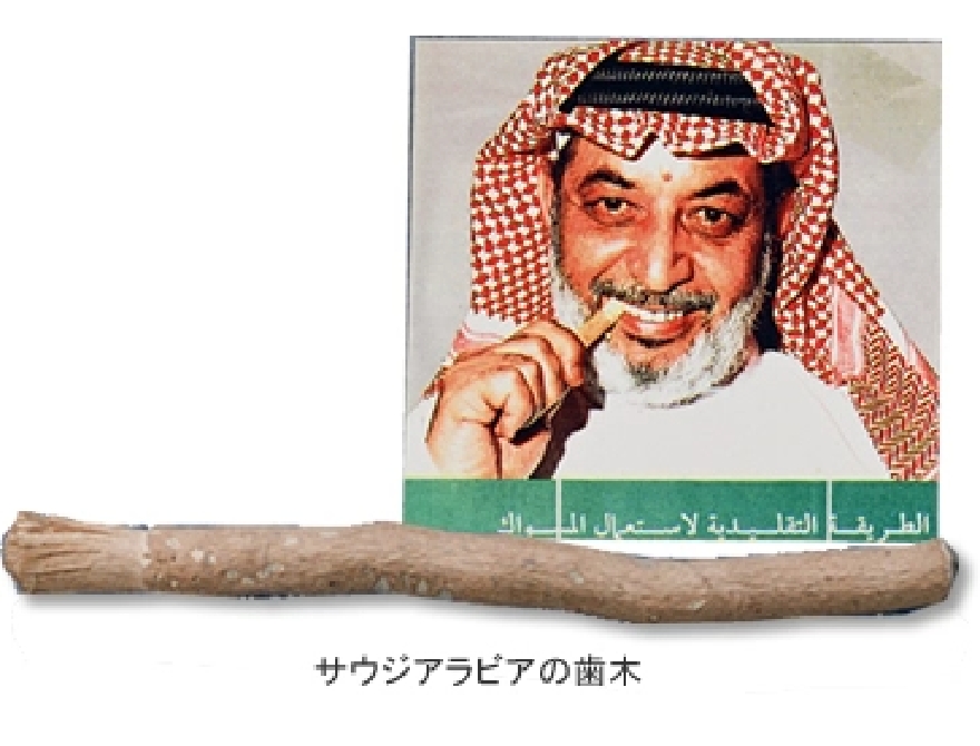 3.歯木のいろいろ